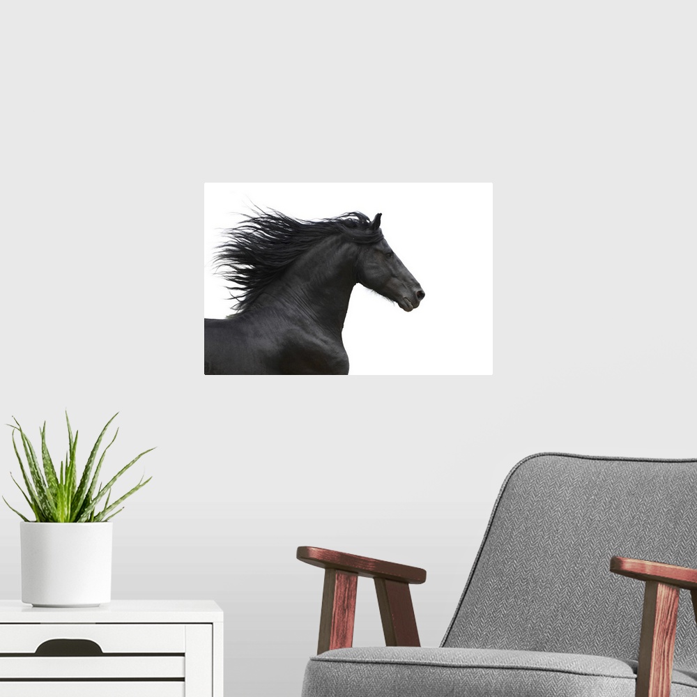 A modern room featuring Portrait of galloping Friesian horse on white background.