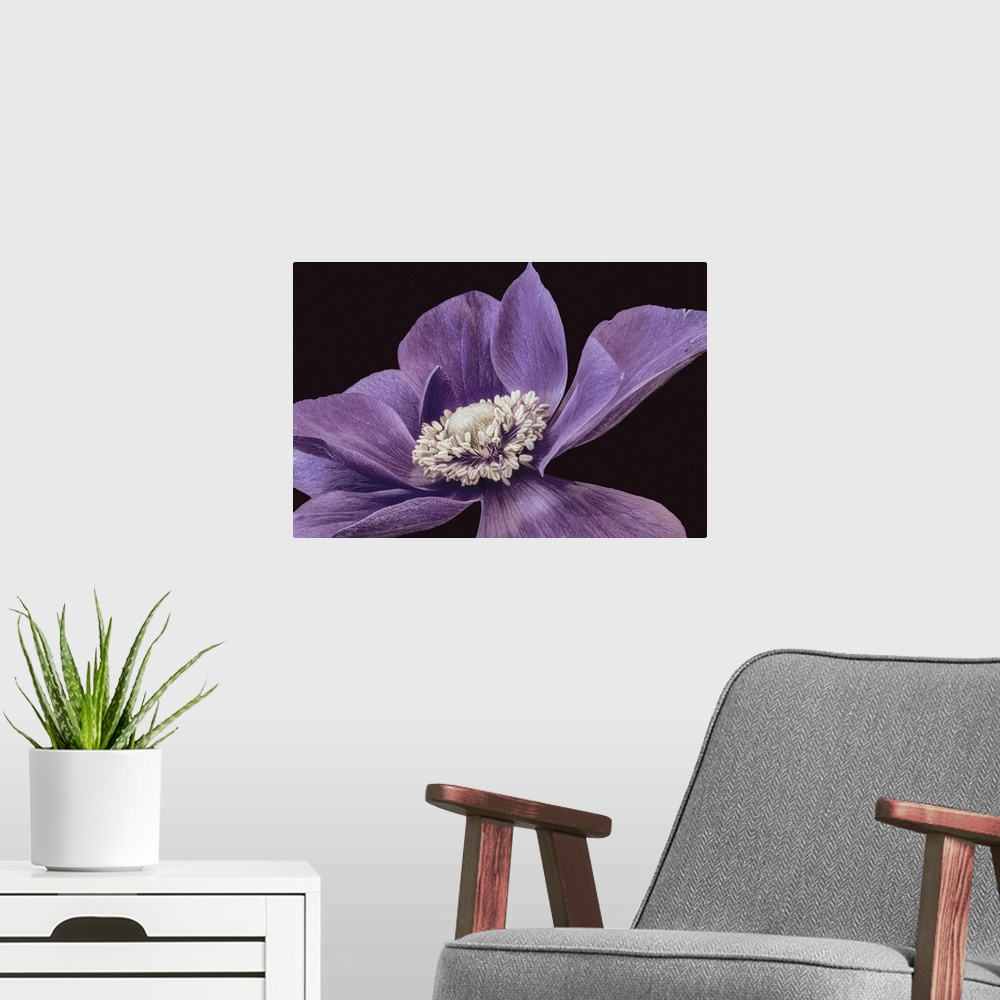 A modern room featuring Red Violet Anemone Blossom