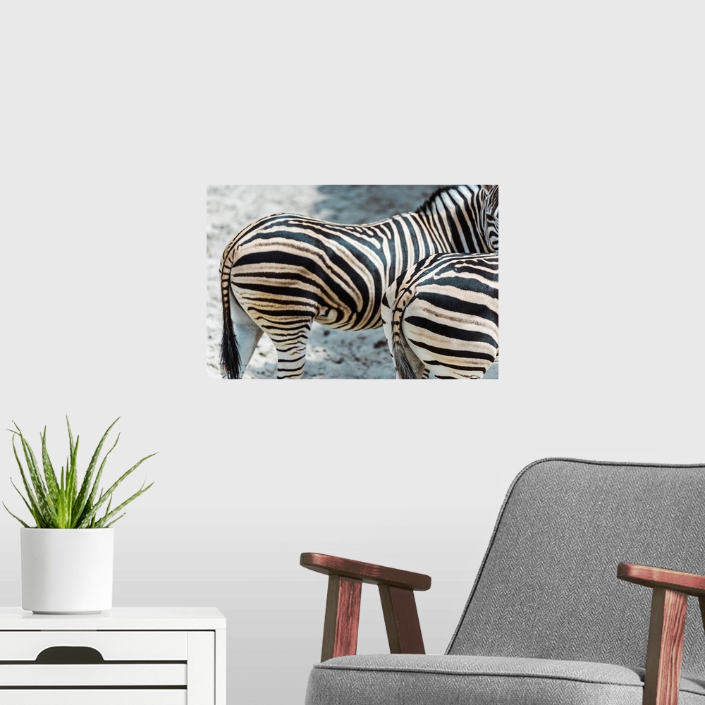 A modern room featuring Selective focus of zebras with black and white stripes standing in zoo.