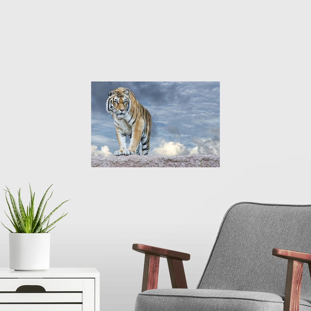 A modern room featuring Siberian tiger ready to attack looking at you in the rocks background.