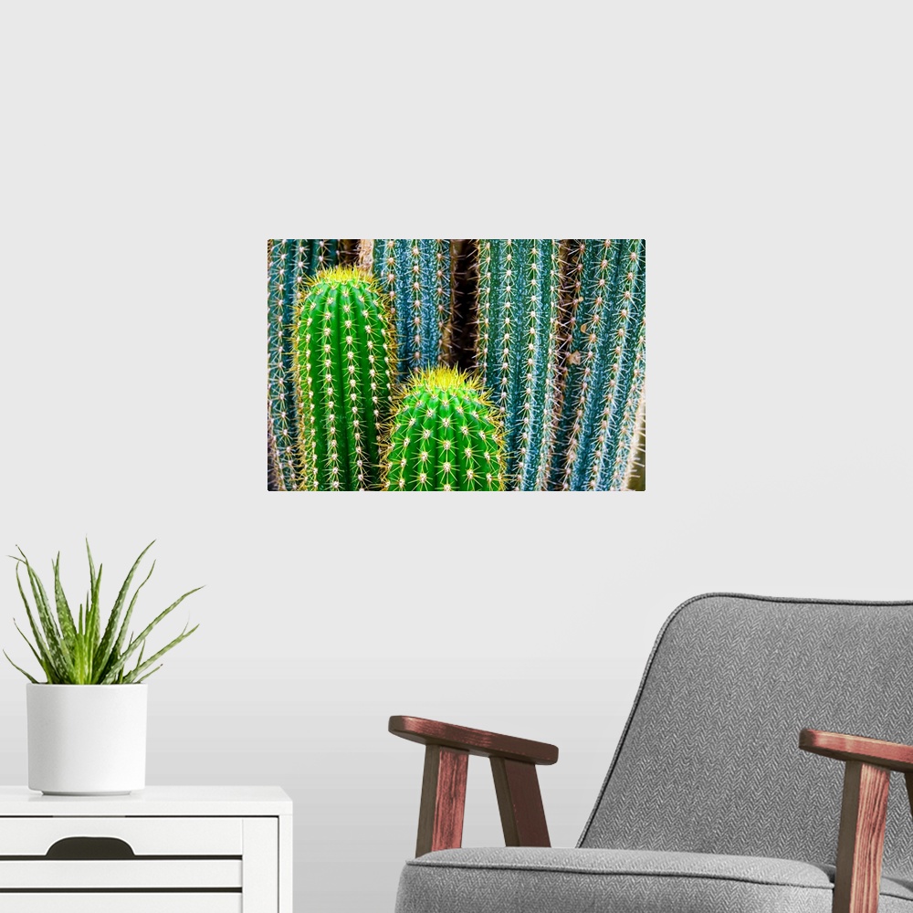 A modern room featuring Tropical Green Cactus