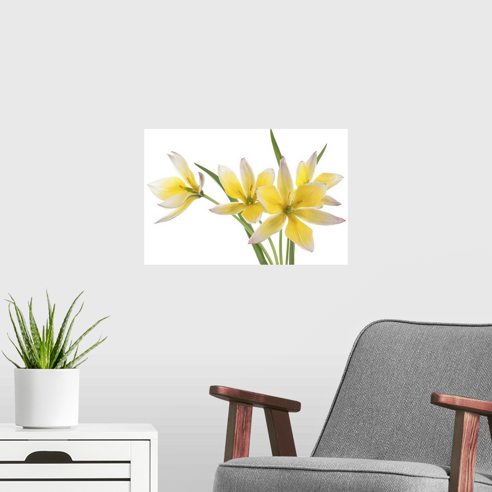 A modern room featuring Studio shot of yellow and white colored Tulip isolated on a white background.