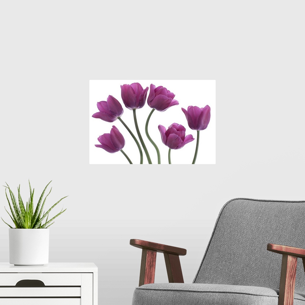 A modern room featuring Studio shot of purple colored tulip flowers on white background. National flower of The Netherlan...