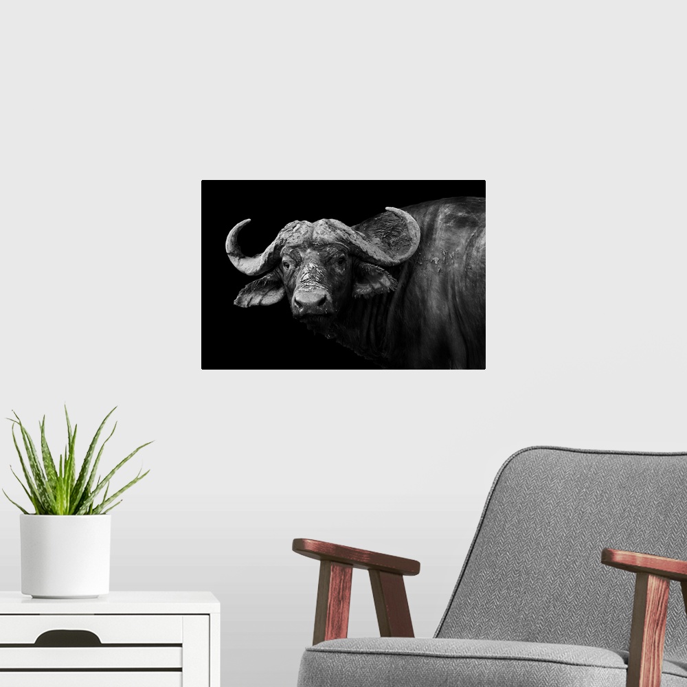 A modern room featuring Artistic black and white image of a wild African buffalo.