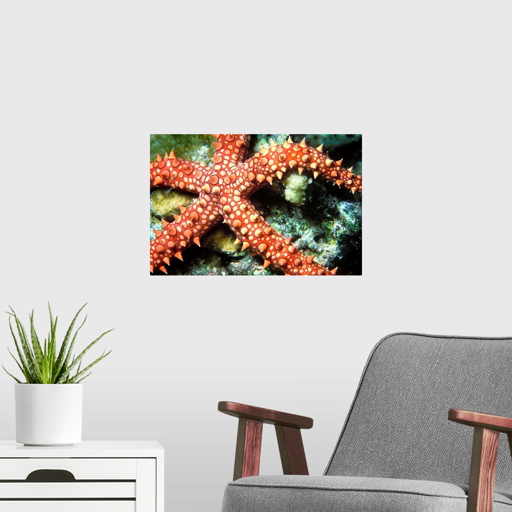 A modern room featuring Africa, Egypt, Red Sea, Egyptian Starfish