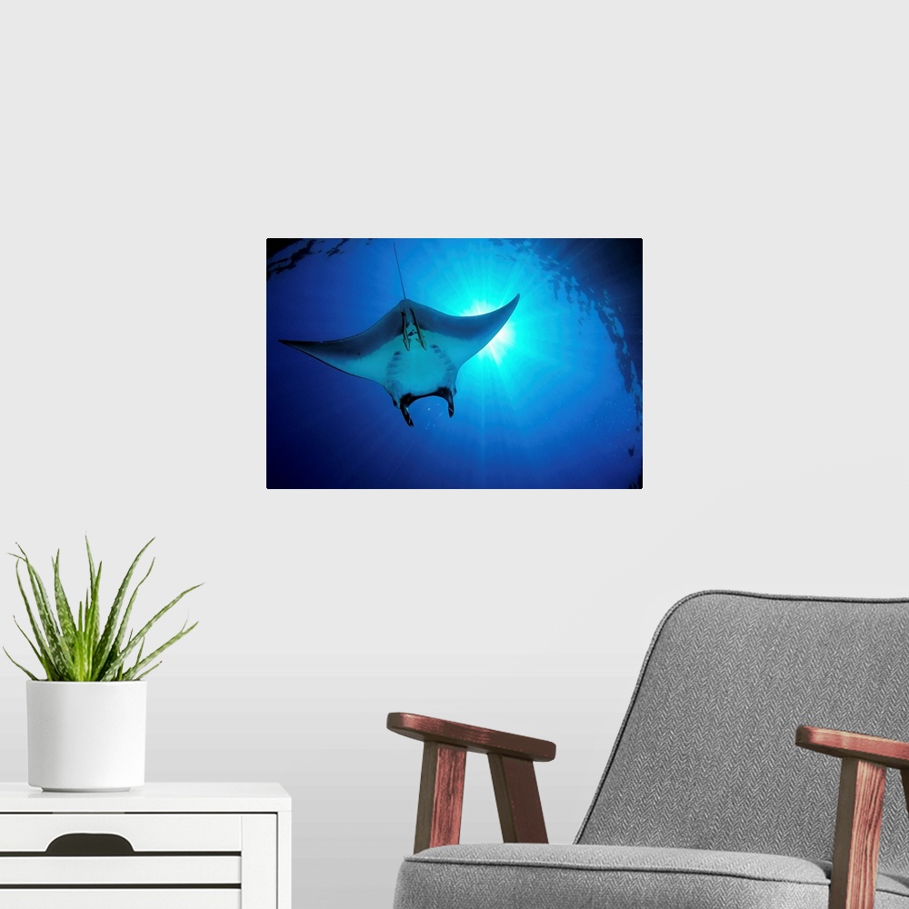 A modern room featuring Africa, Egypt, Red Sea, Manta Ray