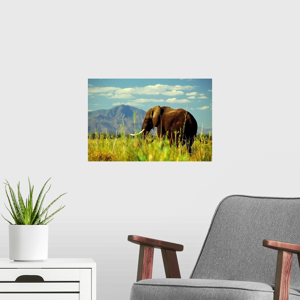 A modern room featuring Africa, Zambia, Elephant along Zambesi river