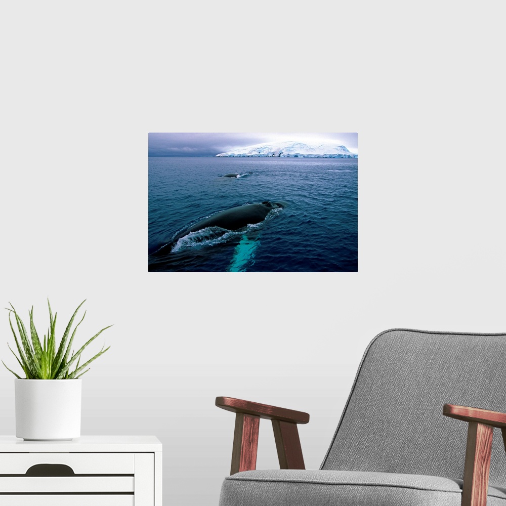 A modern room featuring Antarctic, Whales