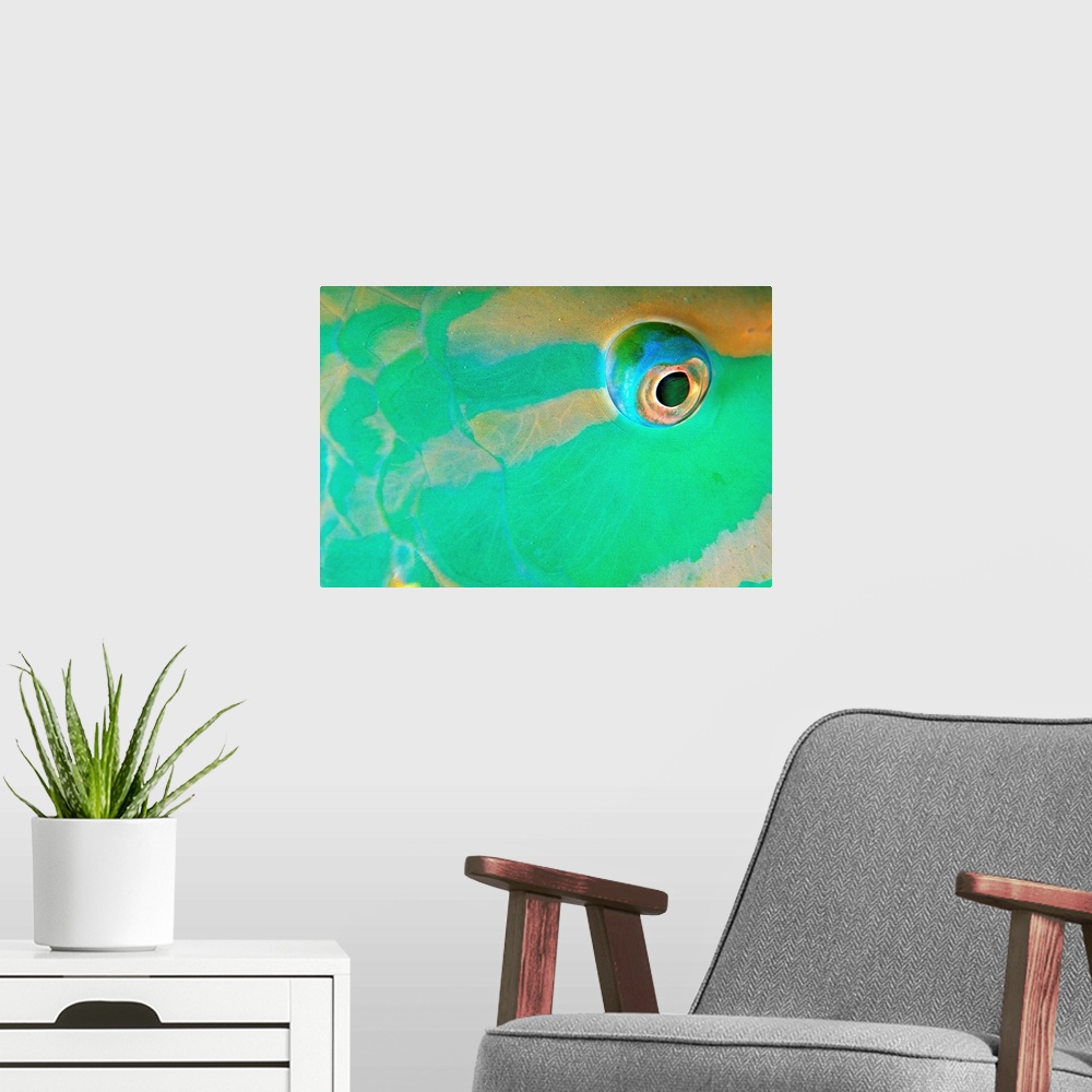 A modern room featuring Antilles, Caribbean, Cayman Islands, Parrot Fish, eye
