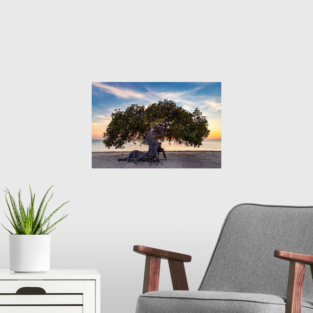 A modern room featuring Aruba, Eagle beach scene with Fofoti tree.
