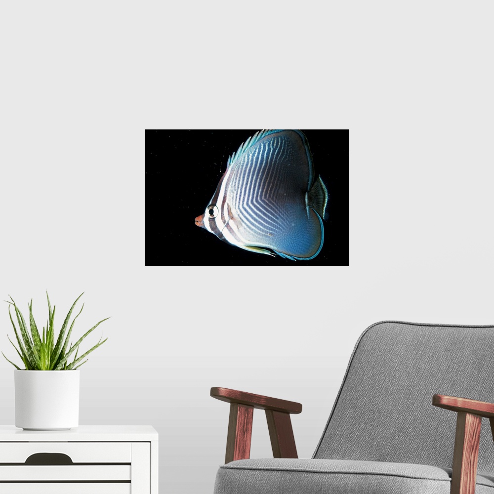 A modern room featuring Australia, Butterfly fish, Butterfly fish