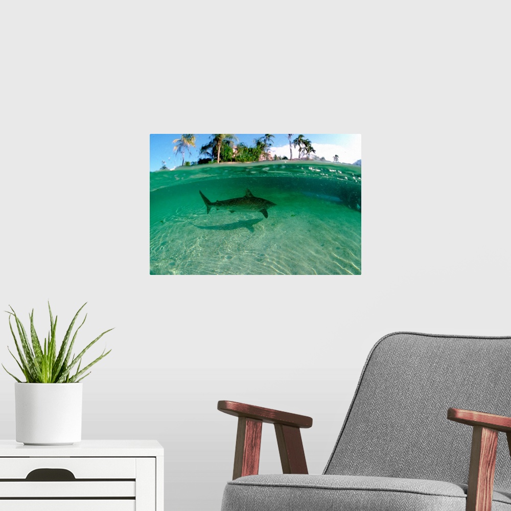 A modern room featuring Bahamas, Nassau, Paradise Island, Atlantis Resort, Predators Lagoon