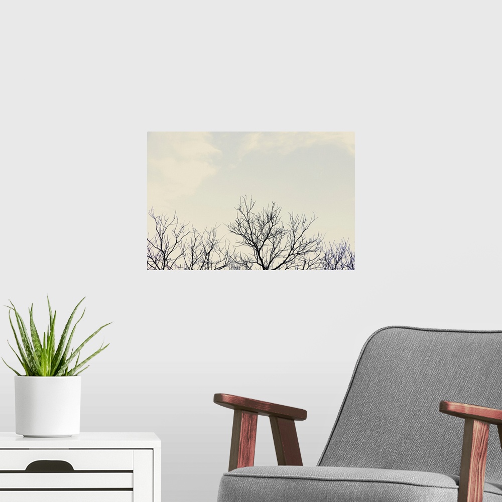 A modern room featuring Bare tree branches against overcast sky.