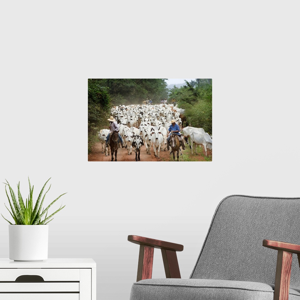 A modern room featuring Brazil, Mato Grosso, Pantanal, Cattle