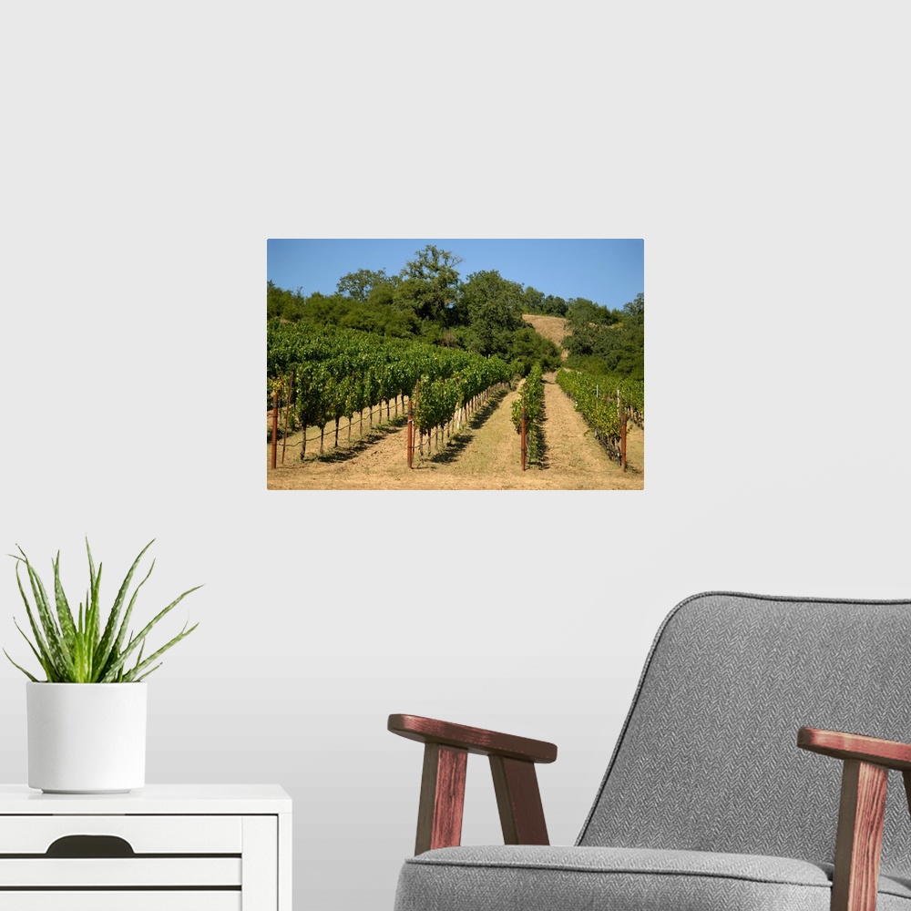 A modern room featuring California, Sonoma, Sonoma vineyard