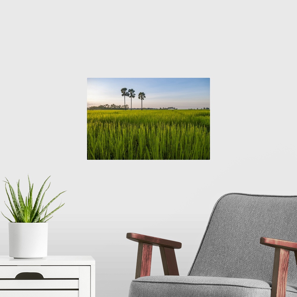 A modern room featuring Cambodia, palm trees in a green rice field at sunrise.