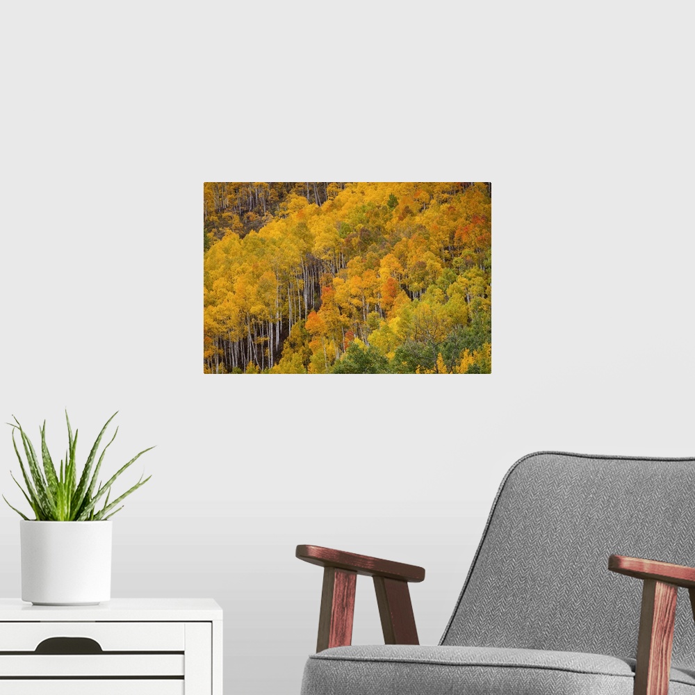 A modern room featuring USA, Colorado, Birch trees in fall colors, near Aspen.