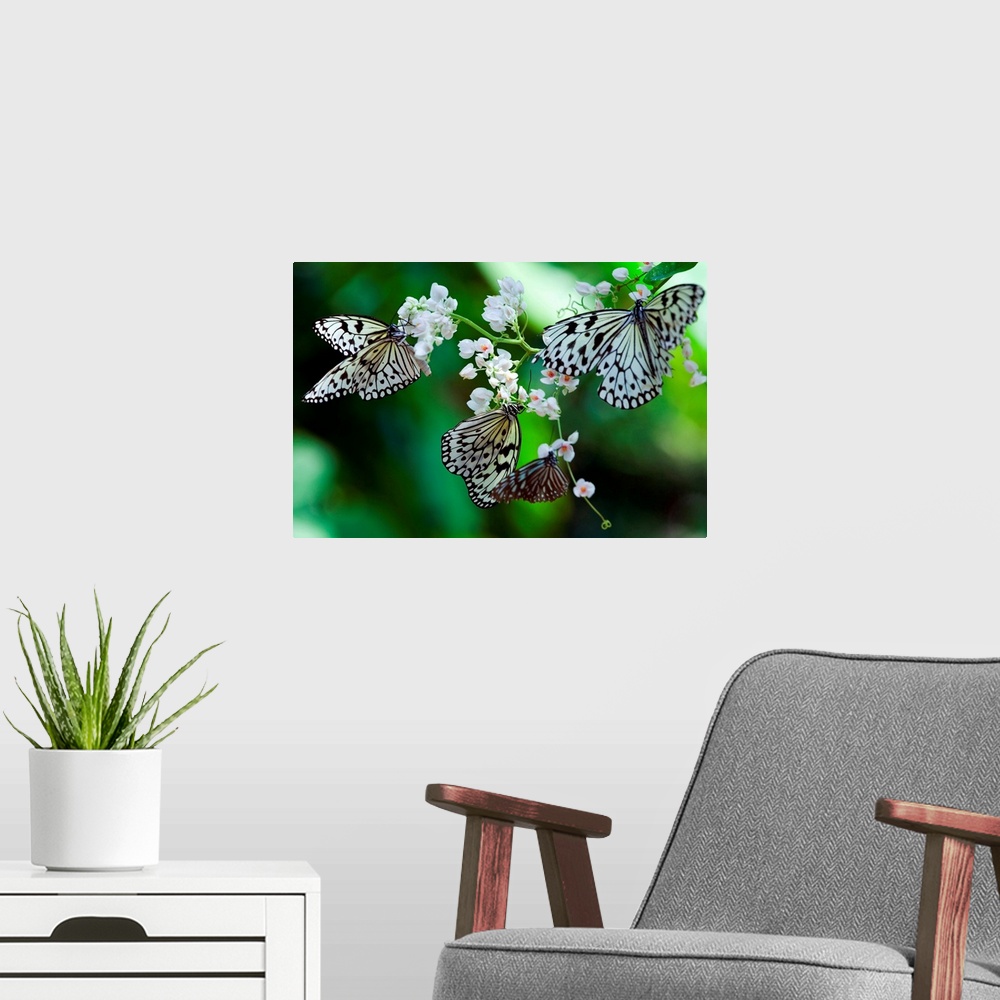 A modern room featuring Malaysia, Penang, Penang, Common Tree Nymph (Idea stolli logani) butterfly