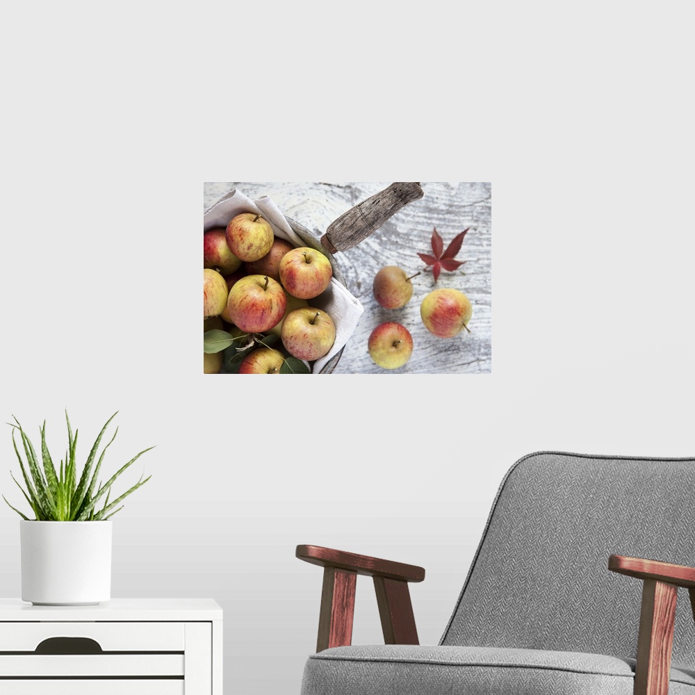 A modern room featuring UK, England, Great Britain, Devon, Autumn apples.