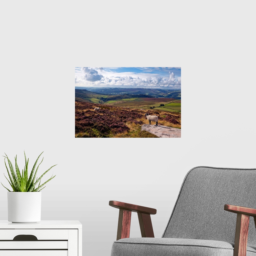 A modern room featuring England, West Yorkshire, Sheep standing amongst the rocks & heather in the Peak District