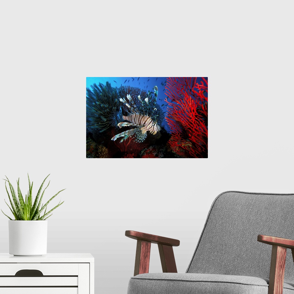 A modern room featuring Fiji, Lionfish swimming between Gorgonia, Coral and Crinoide