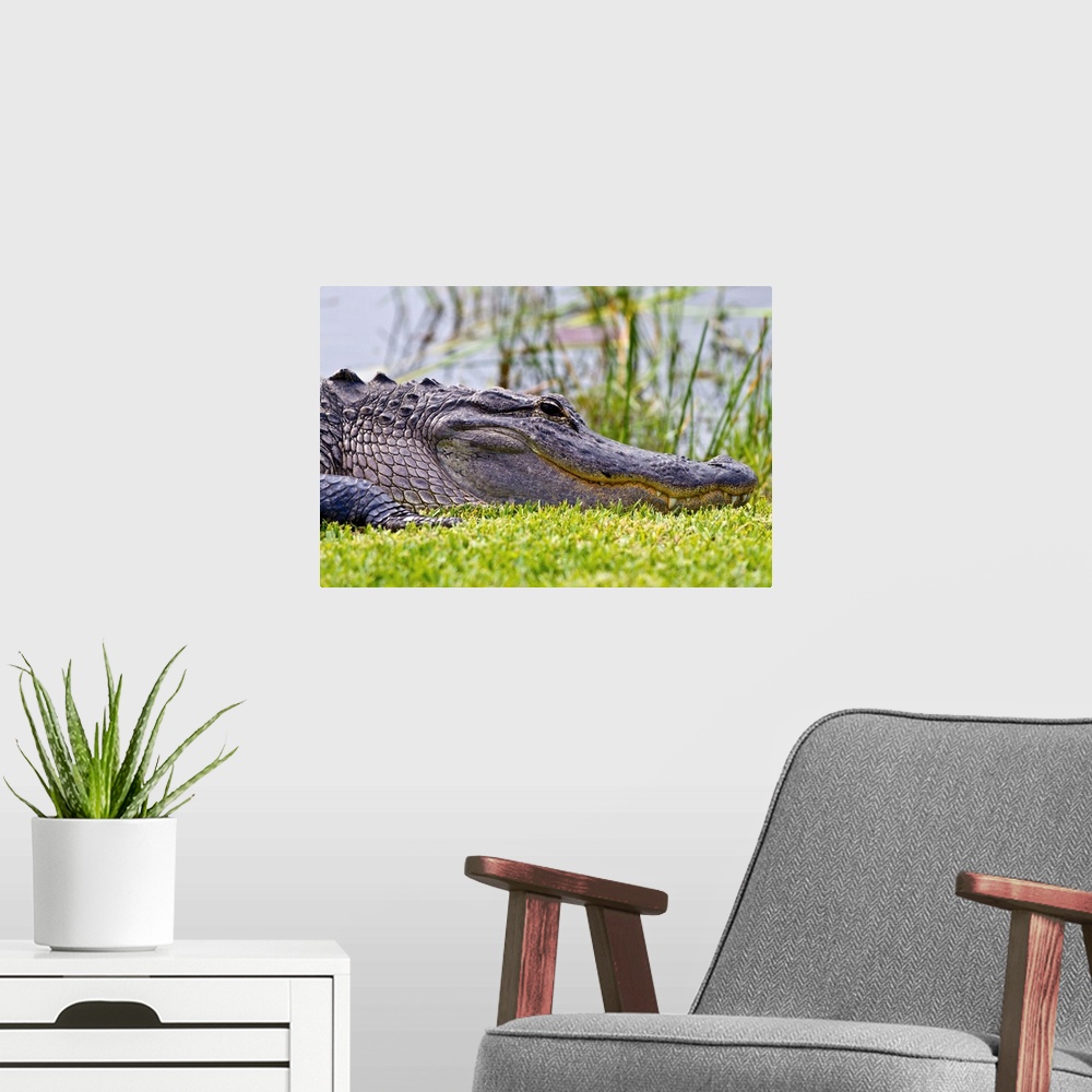 A modern room featuring Florida, Everglades, Everglades Safari Park, Alligator
