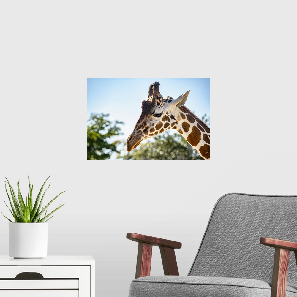 A modern room featuring Florida, South Florida, Miami, Miami Zoo, Giraffe