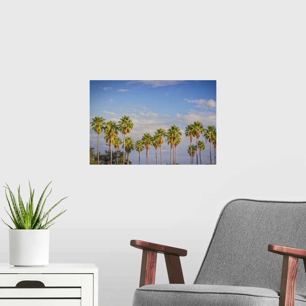 A modern room featuring Florida, South Florida, Miami, Palm trees