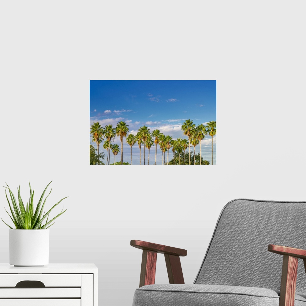 A modern room featuring Florida, South Florida, Miami, Palm trees