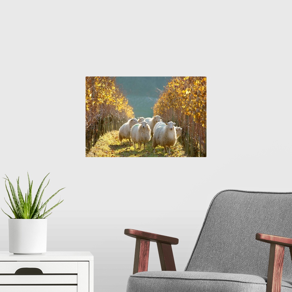 A modern room featuring France, Aquitaine, Sheep grazing in vineyards near Irouleguy village