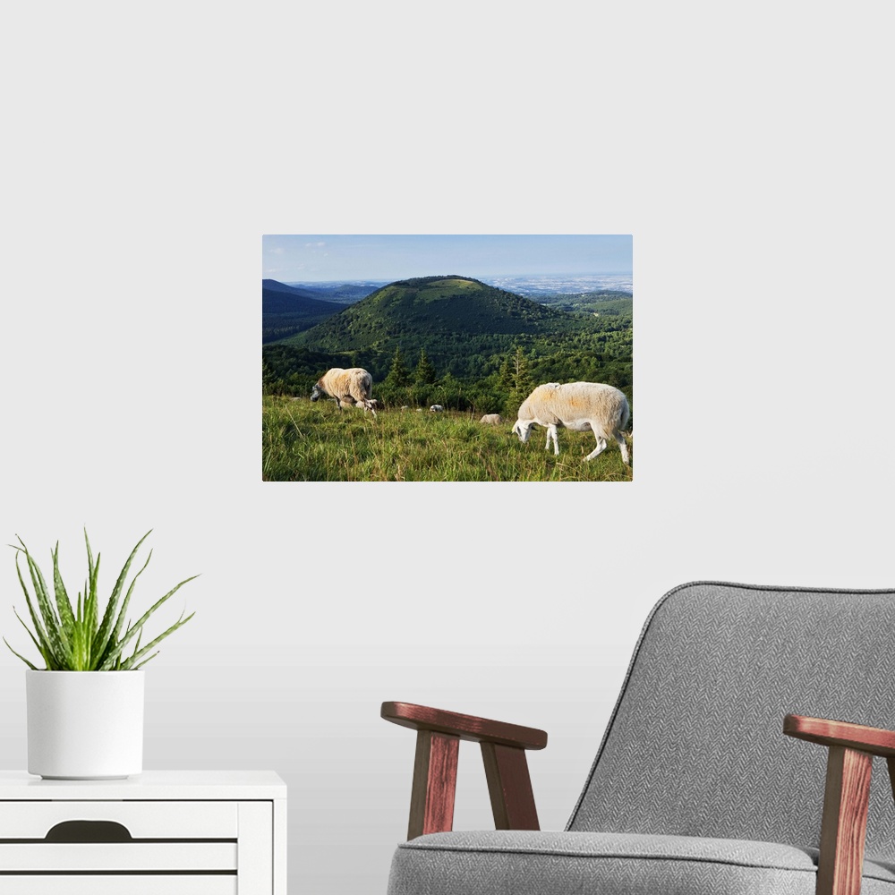 A modern room featuring France, Auvergne, Puy-de-Dome, Puy Chain, sheep grazing on top of Puy de Pariou with a volcano in...