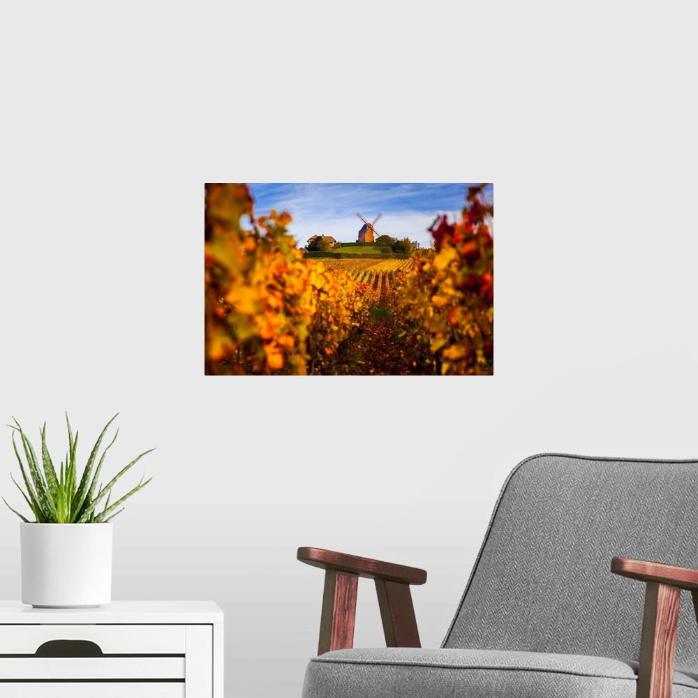 A modern room featuring France, Champagne-Ardenne, Verzenay, Vineyards and windmill in autumn.