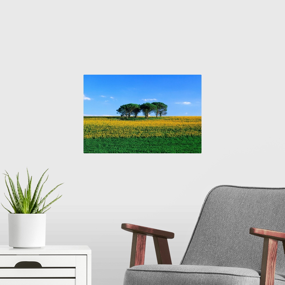 A modern room featuring France, Midi-Pyrenees, Gers, sunflower field