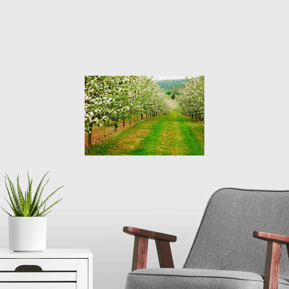 A modern room featuring France, Normandy, Apple trees in full blossom in the orchard