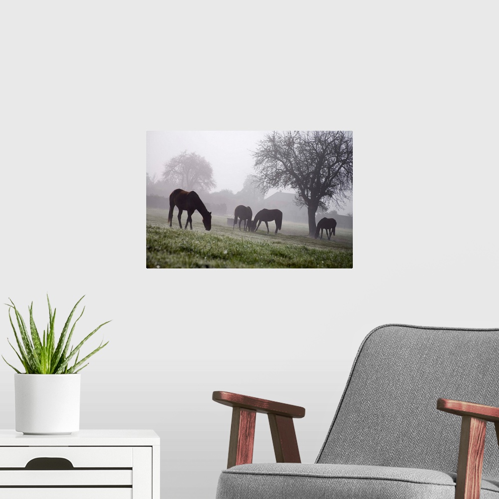 A modern room featuring France, Normandy, Normandie, Typicall view of horses in the fields