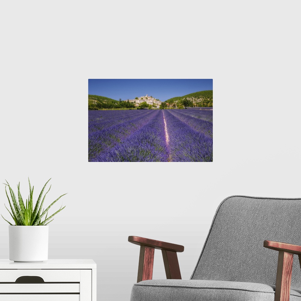 A modern room featuring France, Provence-Alpes-Cote d'Azur, Banon, Provence, Alpes-de-Haute-Provence, Field of lavender (...