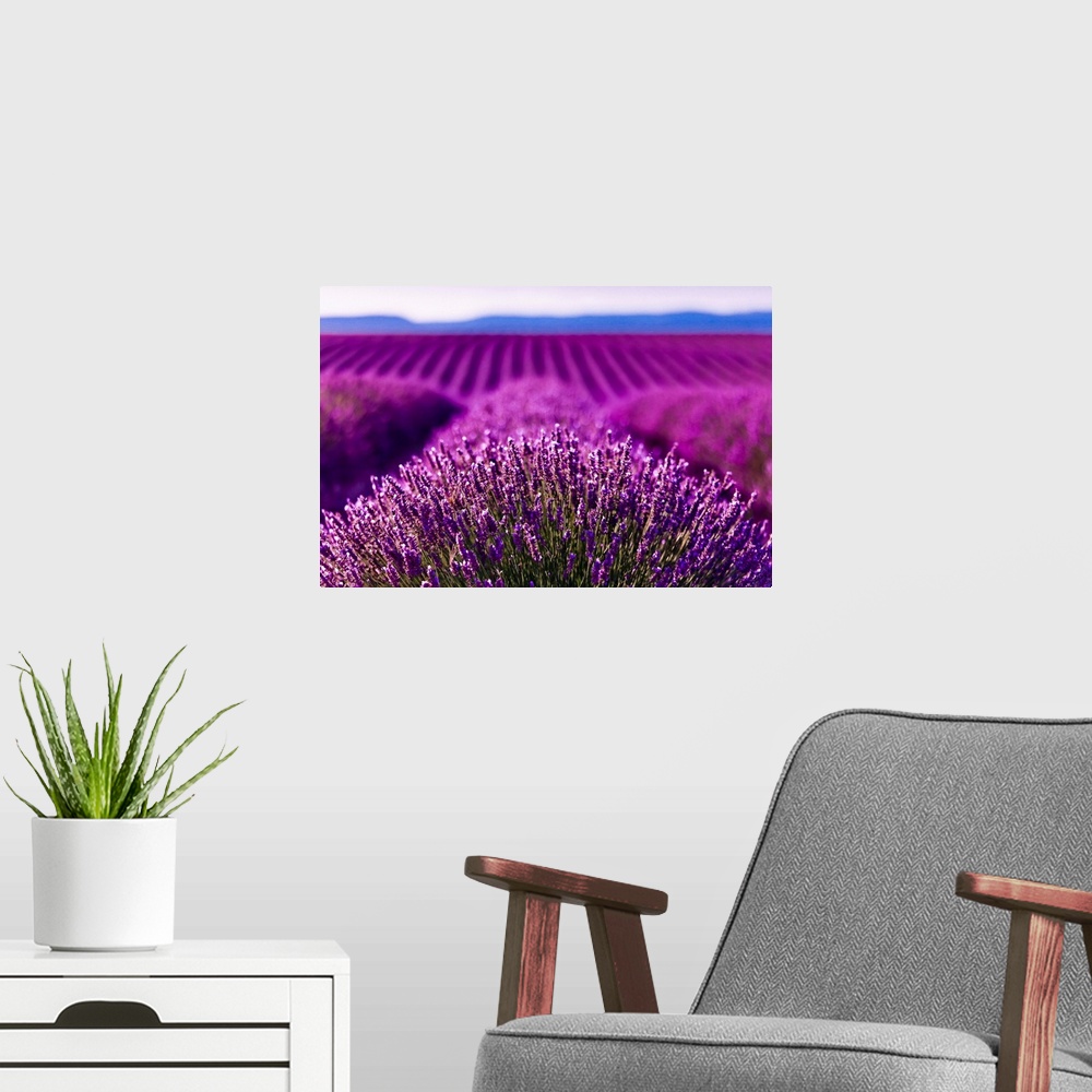A modern room featuring France, Provence-Alpes-C..te d'Azur, Provence, Alpes-de-Haute-Provence, Valensole, Lavender field