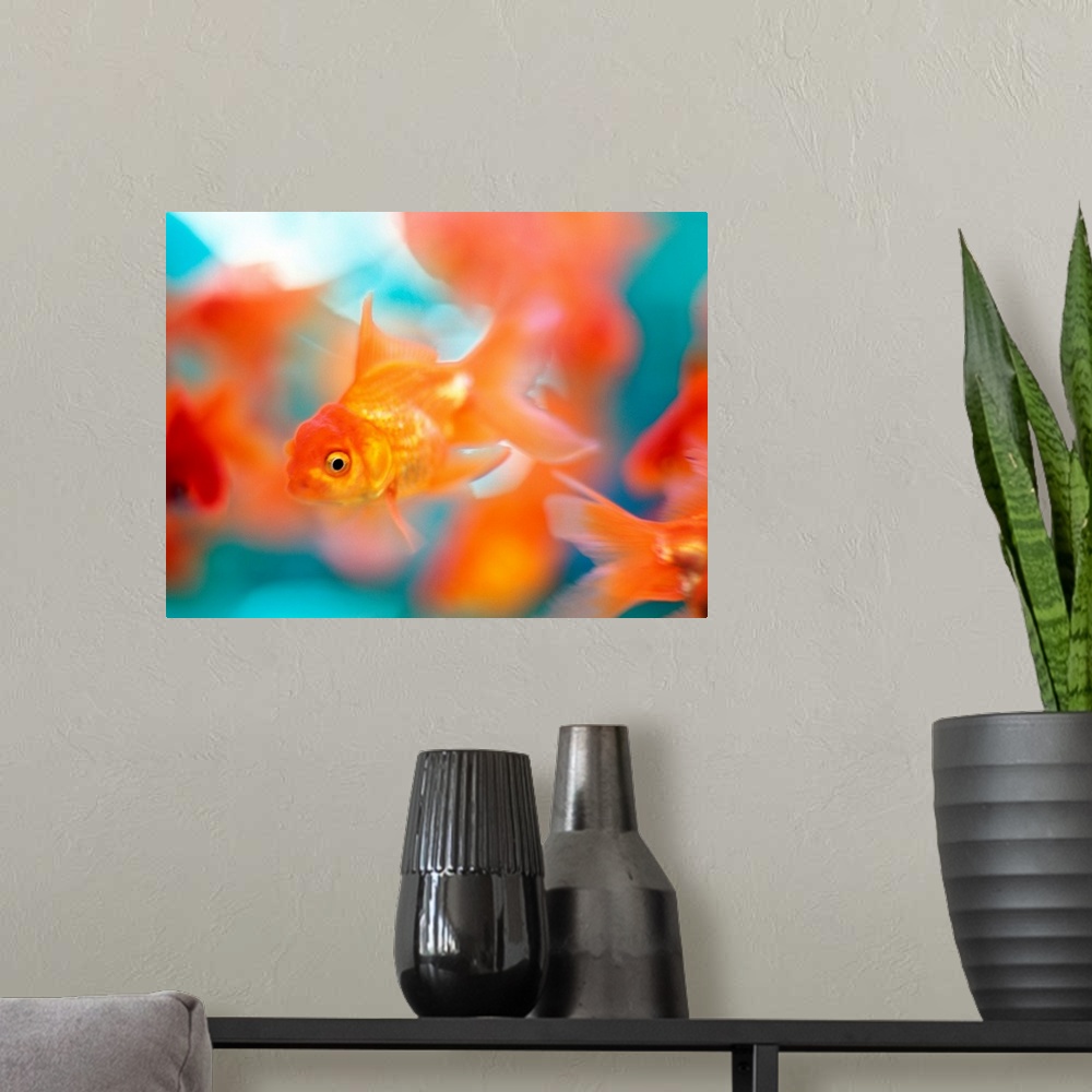 A modern room featuring goldfish
