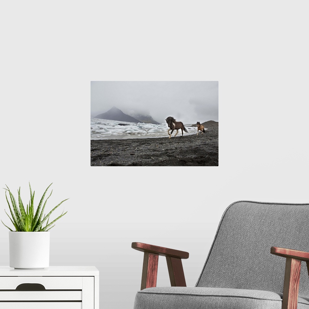 A modern room featuring Iceland, South Iceland, Jokulsarlon, Icelandic horses running along the beach by the Breioamerkur...