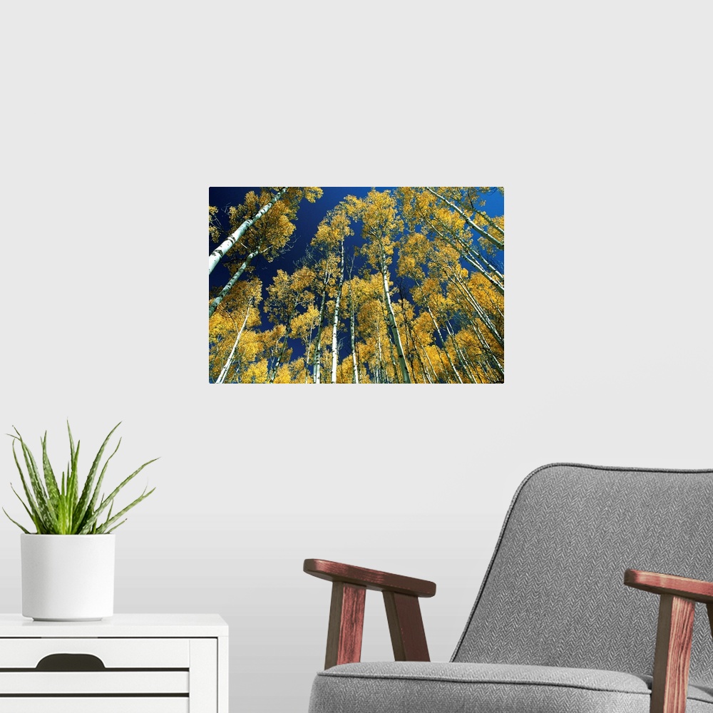 A modern room featuring Idaho, Targhee National Forest, Aspen trees in autumn