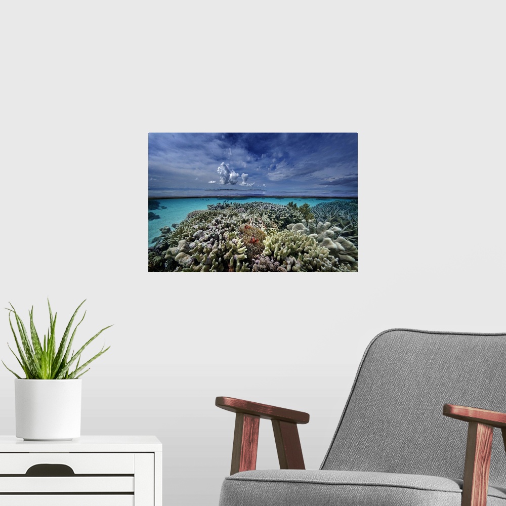 A modern room featuring Indonesia, Sulawesi Island, Coral reef, winning picture of the Voice of the Ocean 2014 competitio...