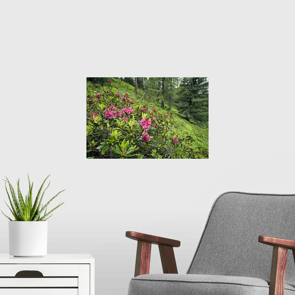 A modern room featuring Italy, Aosta Valley, Alps, Aosta district, Pila, Summer, Rhododendron ferriguneum flowers