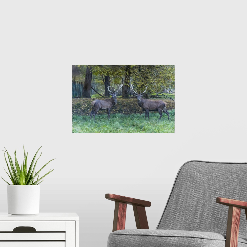 A modern room featuring Italy, Veneto, Belluno district, Belluno, In the autumn forest, two male deer look straight at th...
