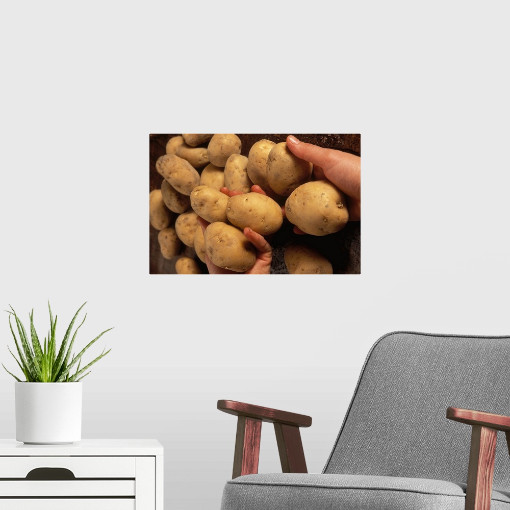 A modern room featuring Italy, Lombardy, Azienda agricola Molino del Sole, potatoes from Cencerate