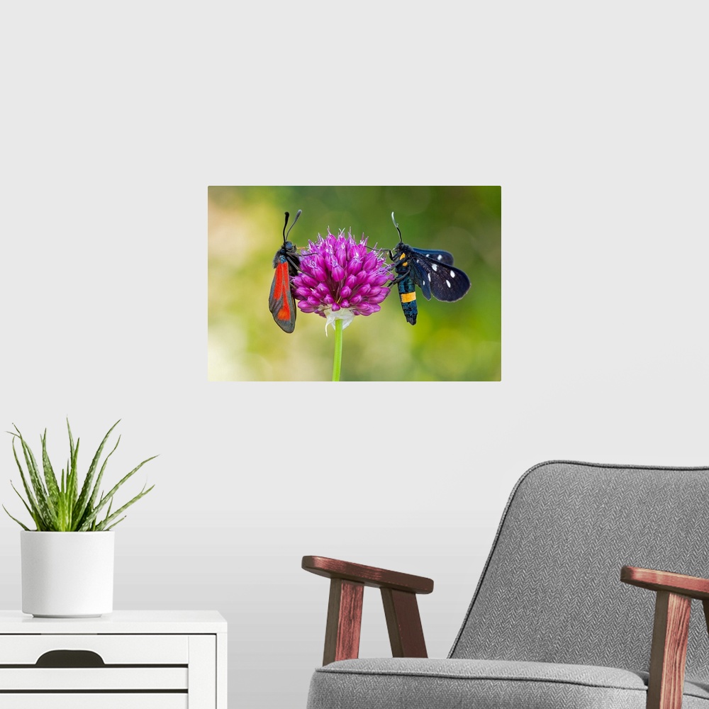 A modern room featuring Italy, Lombardy, Mantova district, Ponti sul Mincio locality, the 2 butterflies photographed are ...