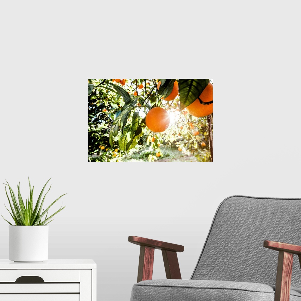 A modern room featuring Italy, Sicily, Floridia, Tarocco oranges harvesting.