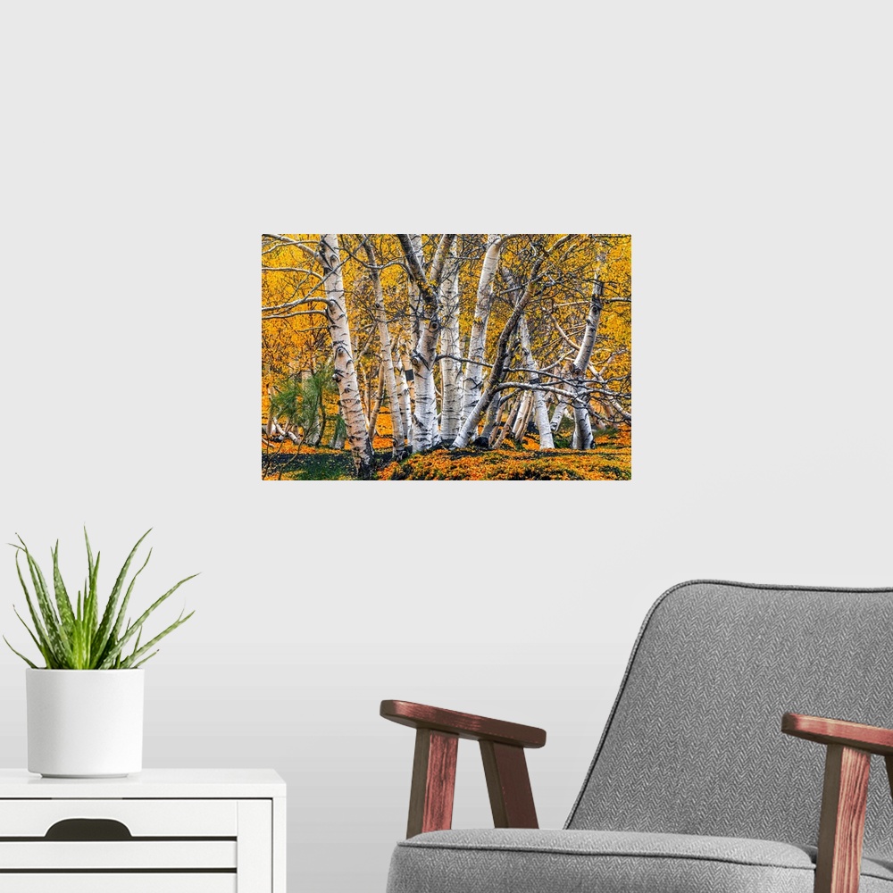 A modern room featuring Italy, Sicily, Catania district, Mount Etna, Birch forest in autumn under the Sartorius mountains...