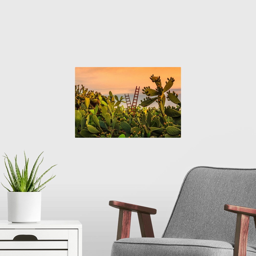 A modern room featuring Italy, Sicily, Paterno, Prickly pear field.