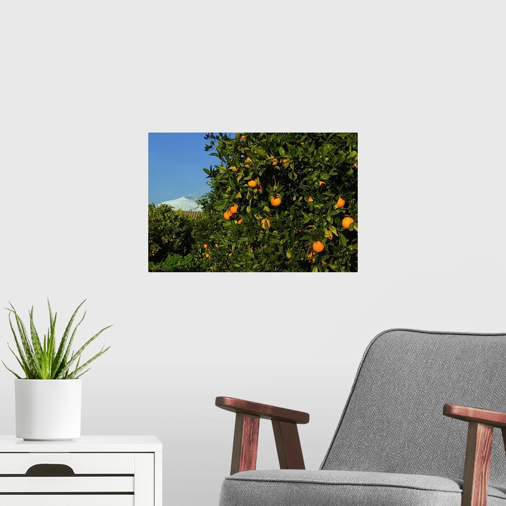 A modern room featuring Italy, Sicily, Piana di Catania, Orange tree and Mount Etna in background