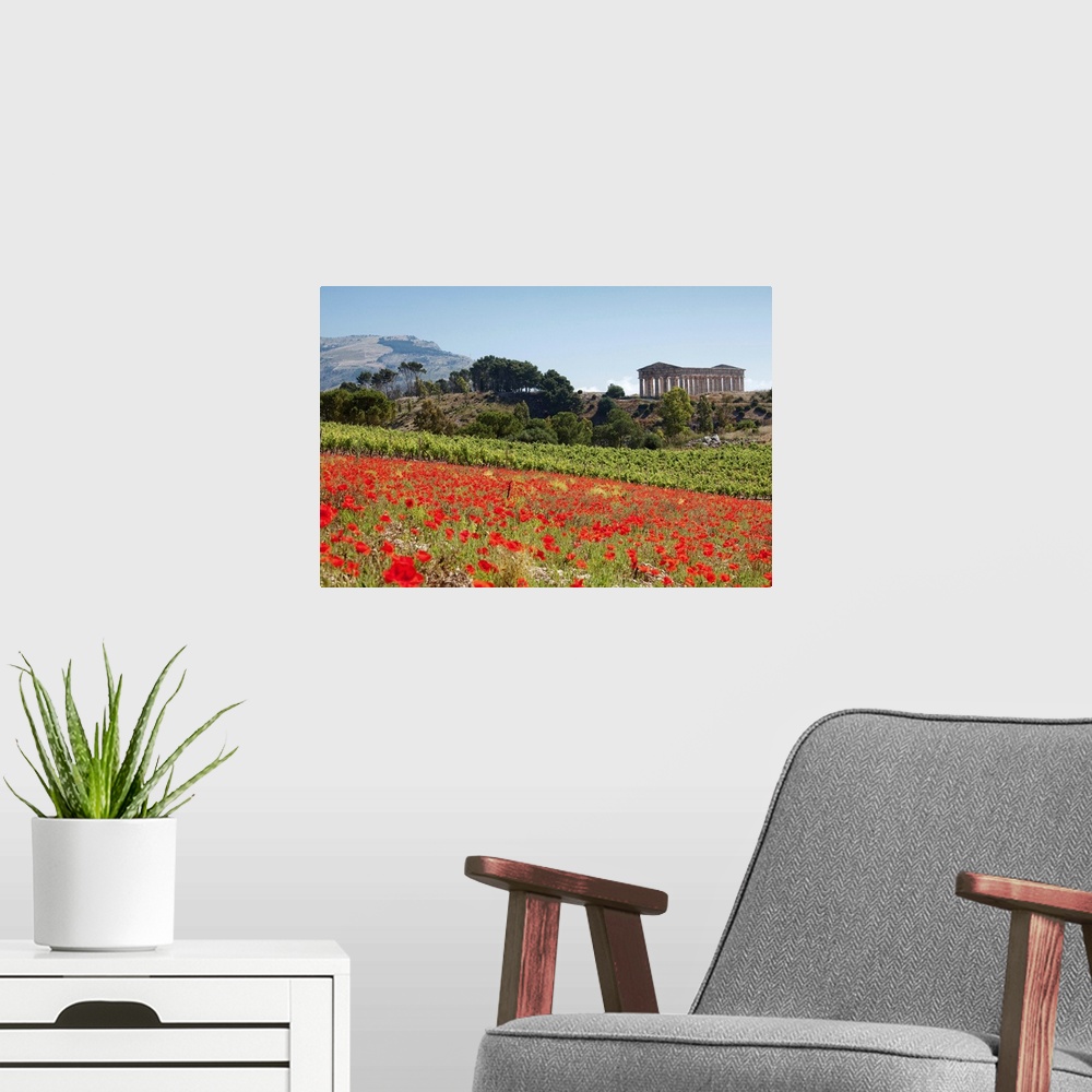 A modern room featuring Italy, Sicily, Segesta, Poppy meadow and Segesta temple